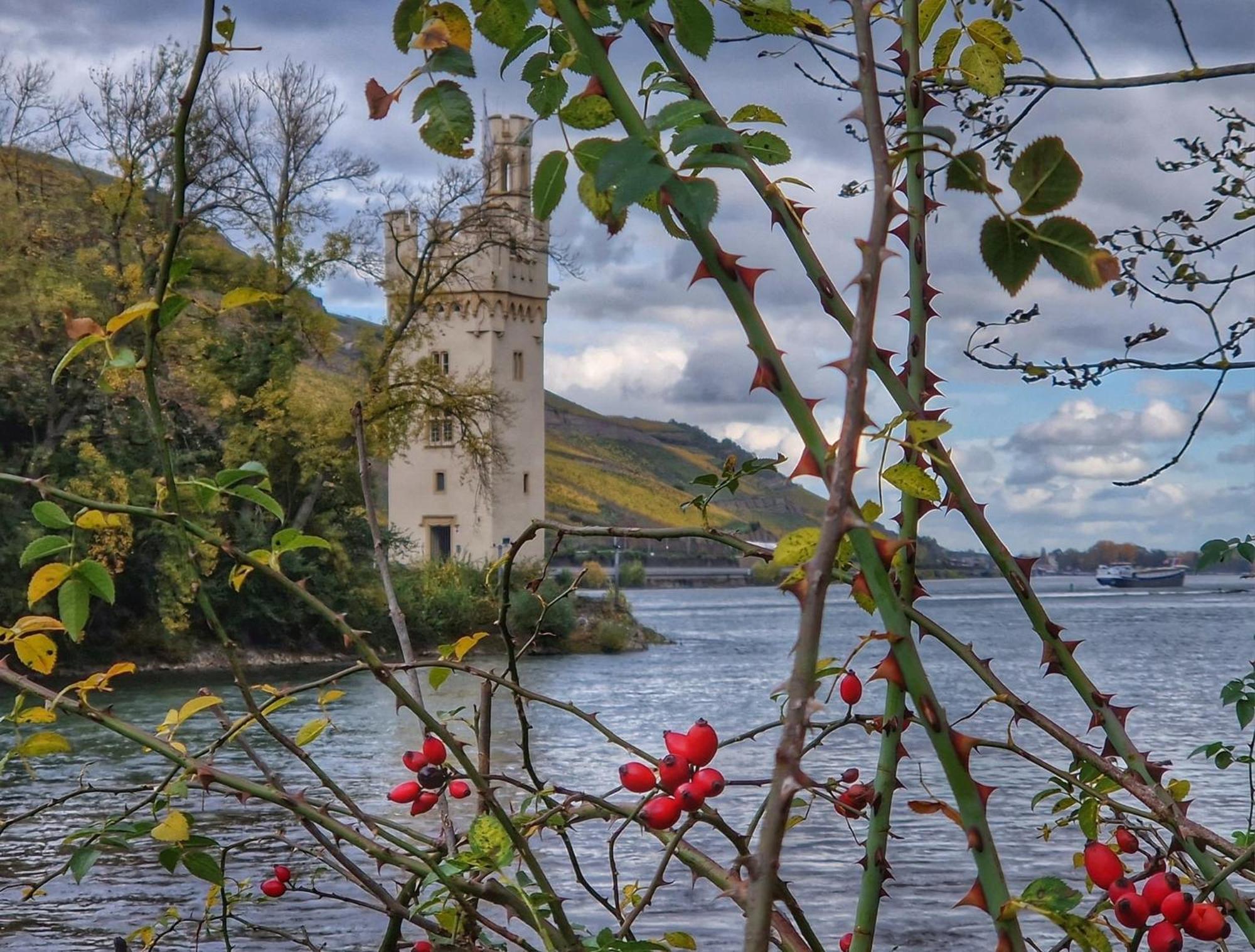 Ferienwohnung Rheinblick Бінген-ам-Райн Екстер'єр фото