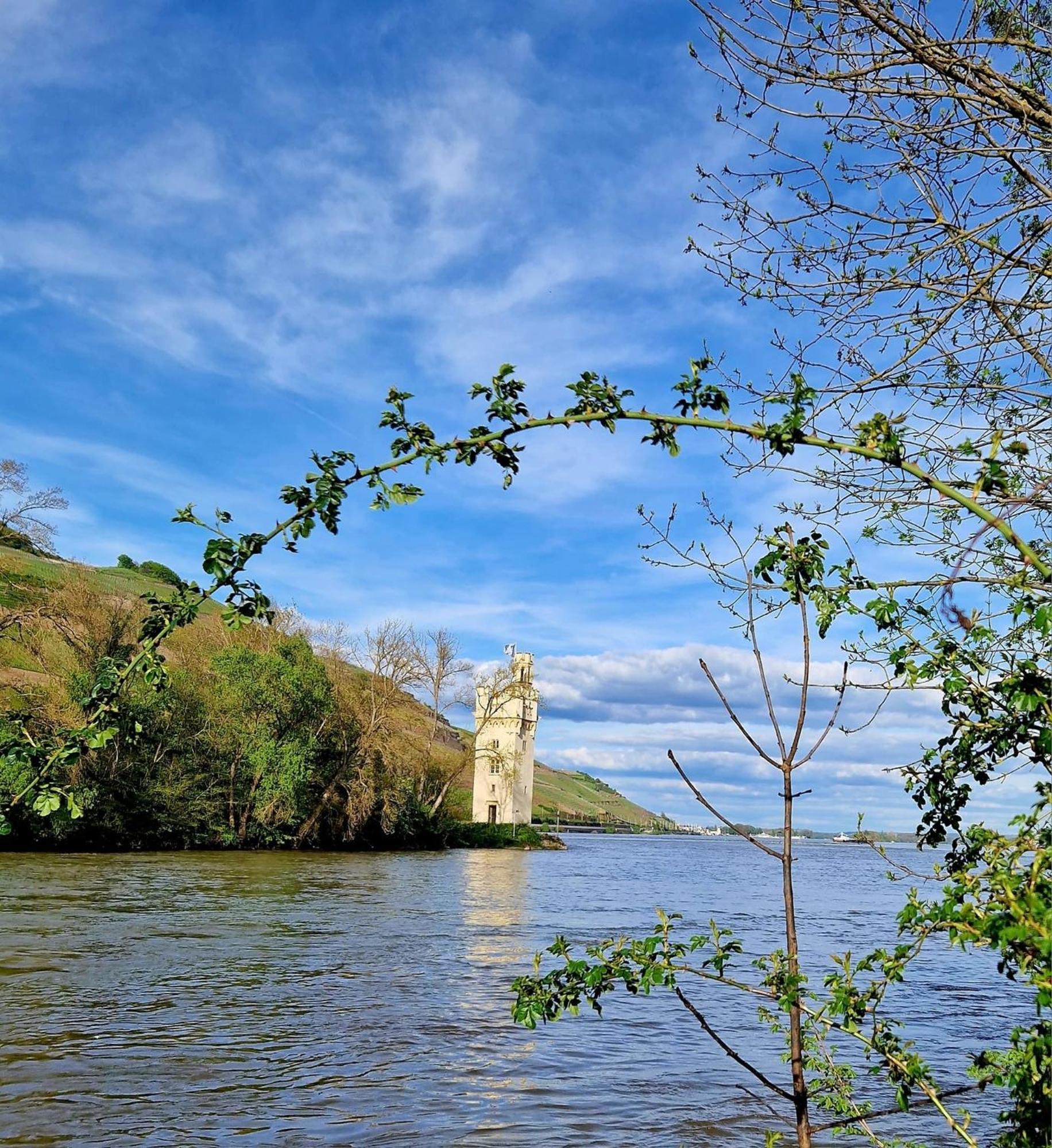 Ferienwohnung Rheinblick Бінген-ам-Райн Екстер'єр фото